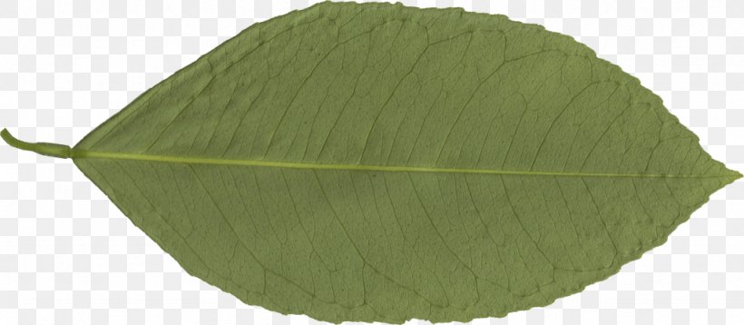 Transparency Leaf Clip Art Image, PNG, 1024x448px, Leaf, Featurepics, Fotolibra, Fotosearch, Green Download Free