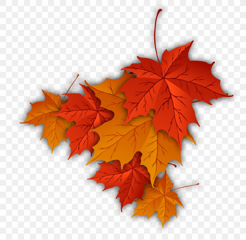Autumn Leaf Color Autumn Leaf Color Maple Leaf, PNG, 1511x1477px, Leaf, Autumn, Autumn Leaf Color, Color, Drawing Download Free
