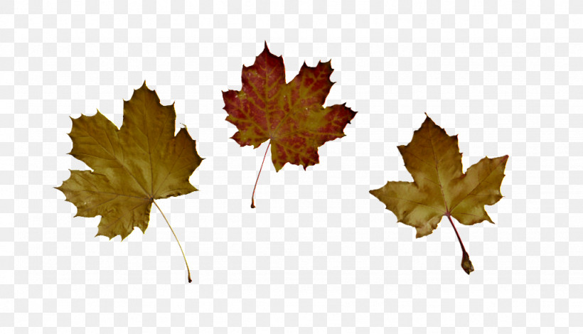 Maple Leaf, PNG, 1024x587px, Leaf, Autumn, Black Maple, Deciduous, Flower Download Free