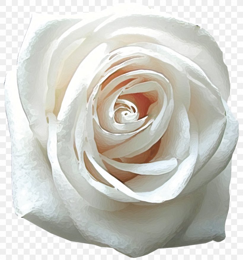 Rose Desktop Wallpaper Flower White Mobile Phones, PNG, 1307x1400px, 4k  Resolution, Rose, Cut Flowers, Display Resolution,