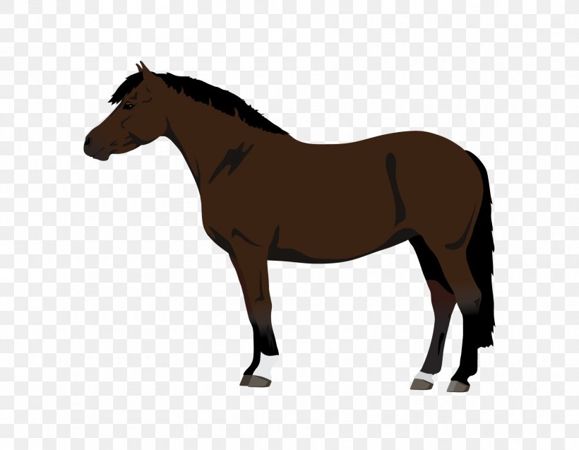 Stallion Mustang Trakehner Pony Rocky Mountain Horse, PNG, 1800x1400px, Stallion, Animal Figure, Bridle, Colt, English Riding Download Free