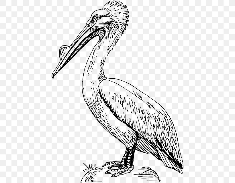 Bird Vector Graphics Image Drawing Clip Art, PNG, 460x640px, Bird, American White Pelican, Artwork, Beak, Black And White Download Free