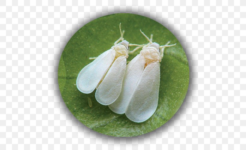 Insect Greenhouse Whitefly Pest Silverleaf Whitefly Aphid, PNG, 500x500px, Insect, Aphid, Citrus, Common Guava, Homoptera Download Free
