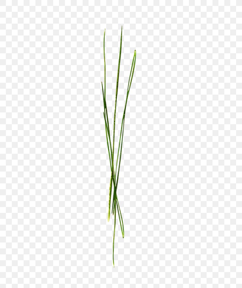Leaf Grasses Green Plant Stem, PNG, 316x974px, Leaf, Family, Grass, Grass Family, Grasses Download Free
