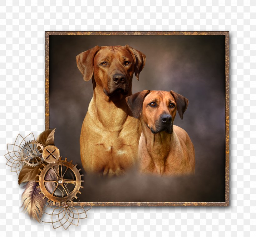 Mouth Cartoon, PNG, 1920x1775px, Tosa, Black Mouth Cur, Breed, Broholmer, Companion Dog Download Free