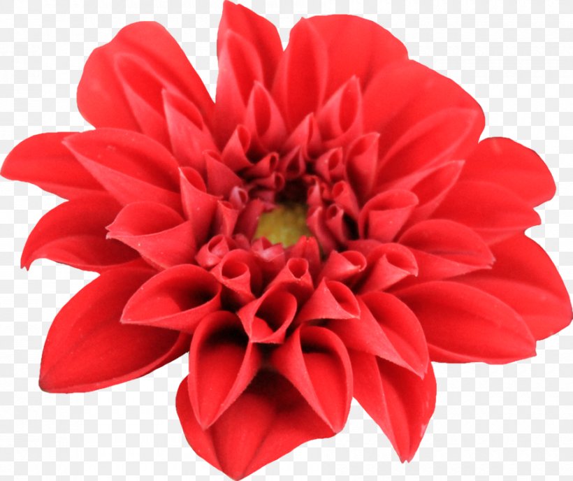 Dahlia Flower Clip Art, PNG, 900x756px, Dahlia, Chrysanths, Cut Flowers, Daisy Family, Display Resolution Download Free