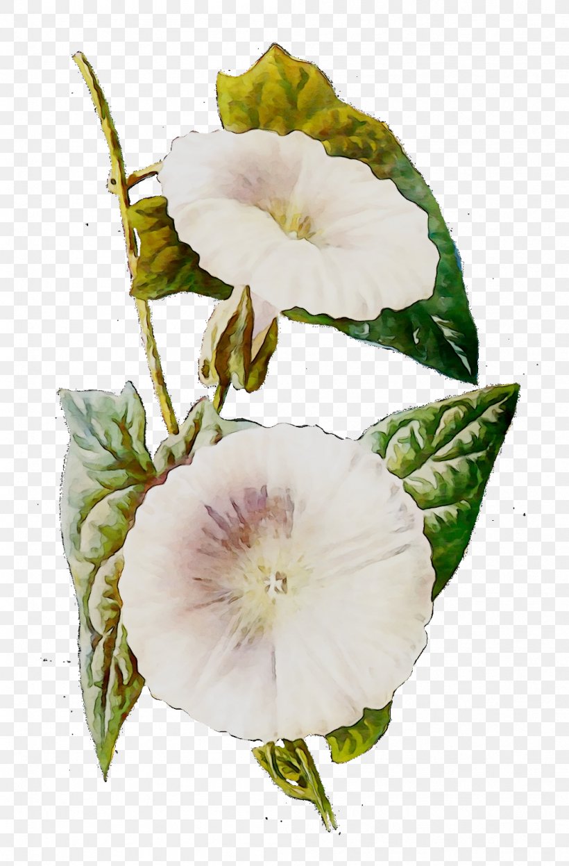 Field Bindweed Clip Art Stock Illustration Vector Graphics, PNG, 1052x1600px, Field Bindweed, Balloon Flower, Botany, Datura, Daturas Download Free