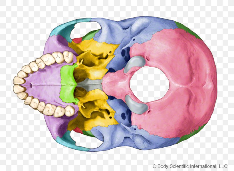 Skull Fetal Circulation Organism Liver, PNG, 800x600px, Skull, Bone, Copyright, Defibrillation, Fetal Circulation Download Free