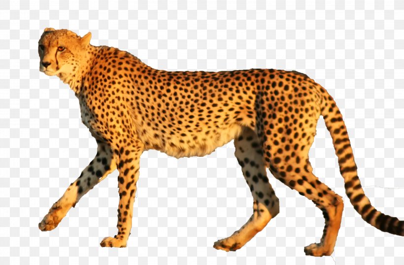 Cheetah Leopard Jaguar Animal Cat, PNG, 3192x2092px, Cheetah, Animal, Animal Figure, Big Cats, Carnivoran Download Free