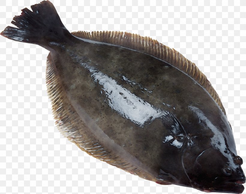 Fish Sole Flatfish Fish Products Fish, PNG, 1930x1520px, Watercolor, Fish, Fish Products, Flatfish, Flounder Download Free