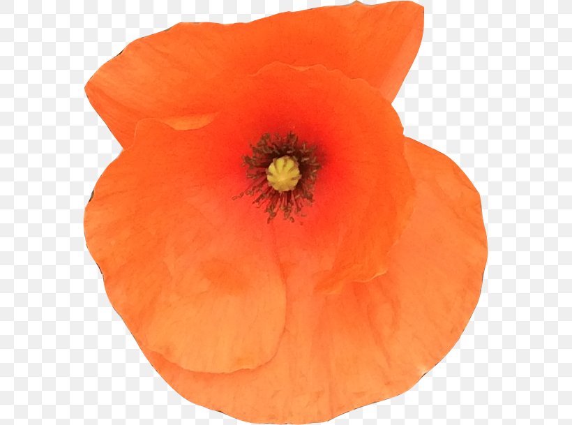 Common Poppy Remembrance Poppy Symbol Logo, PNG, 581x609px, Poppy, Common Poppy, Coquelicot, Flower, Flowering Plant Download Free