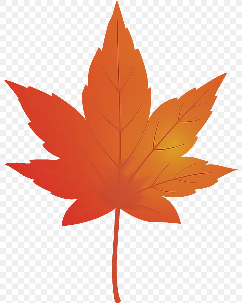 Maple Leaf Fallen Leaf Dead Leaf, PNG, 792x1026px, Maple Leaf, Autumn Leaf, Black Maple, Dead Leaf, Deciduous Download Free