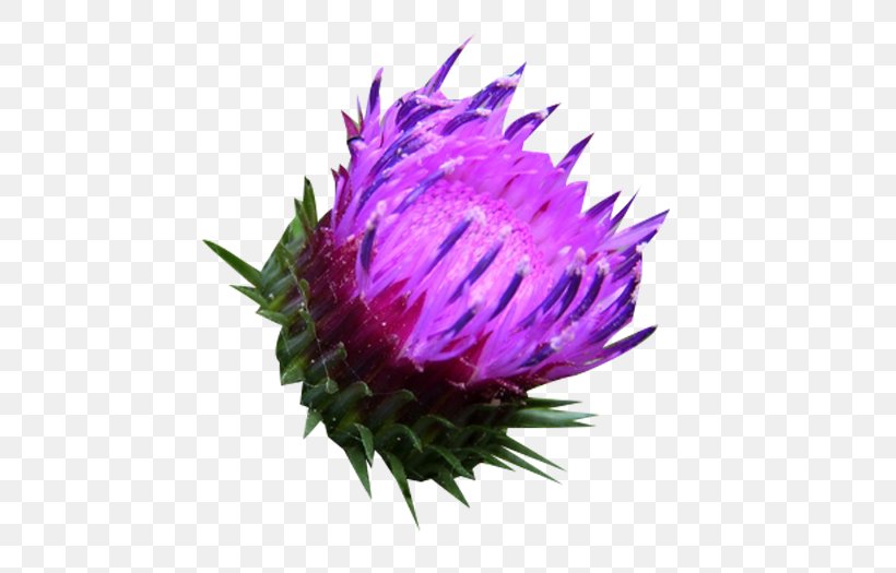 Milk Thistle Silibinin Herbaceous Plant, PNG, 600x525px, Milk Thistle, Aster, Cirrhosis, Fatty Liver, Flavonoid Download Free