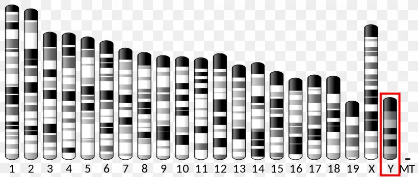 PAX6 X Chromosome Gene Protein, PNG, 2000x851px, Chromosome, Black And White, Brand, Centromere, Chromosome 7 Download Free