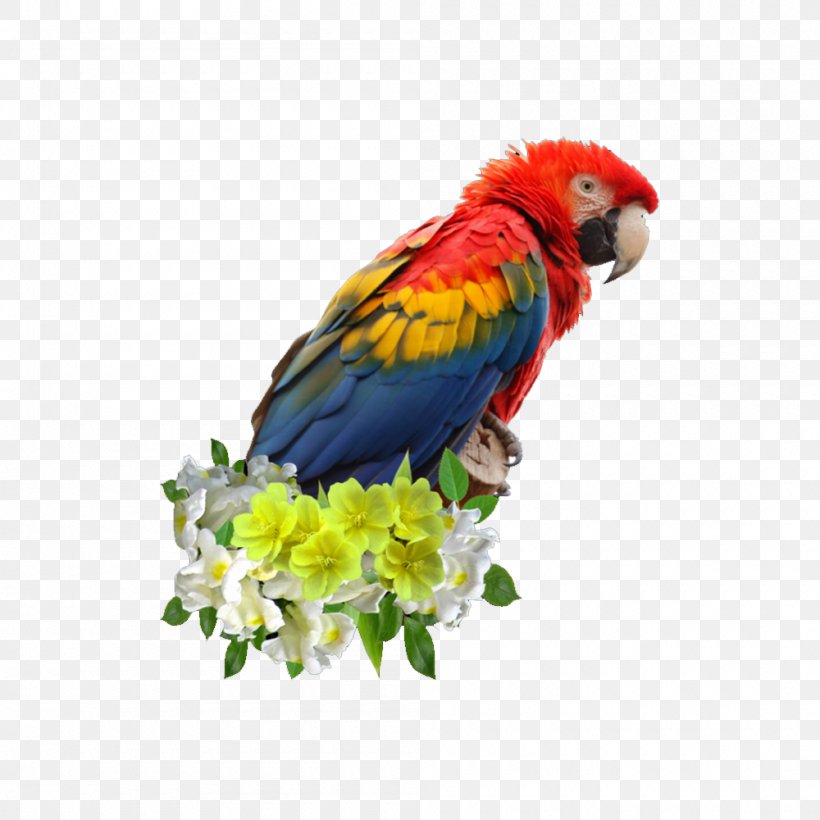 Scarlet Macaw Parrot Blue-and-yellow Macaw Bird Great Green Macaw, PNG, 1000x1000px, Scarlet Macaw, Beak, Bird, Blueandyellow Macaw, Common Pet Parakeet Download Free