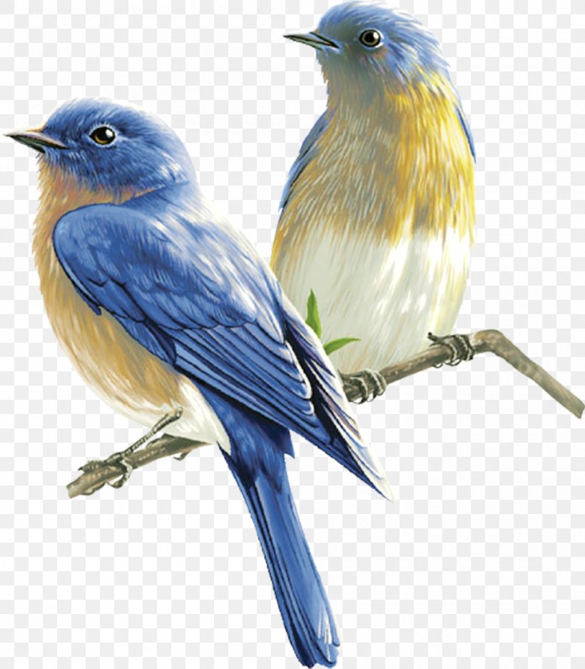 Songbird Clip Art, PNG, 1050x1200px, Bird, Beak, Bird Nest, Bluebird, Cuculiformes Download Free