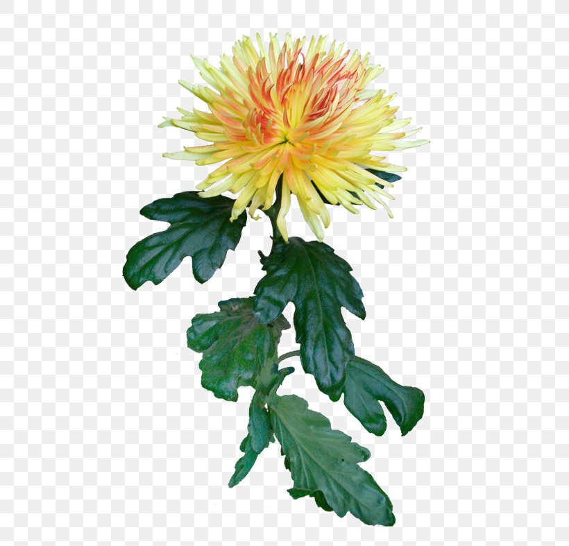 Chrysanthemum Safflower Dahlia Cut Flowers Dandelion, PNG, 555x787px, Chrysanthemum, Annual Plant, Chrysanths, Cut Flowers, Dahlia Download Free