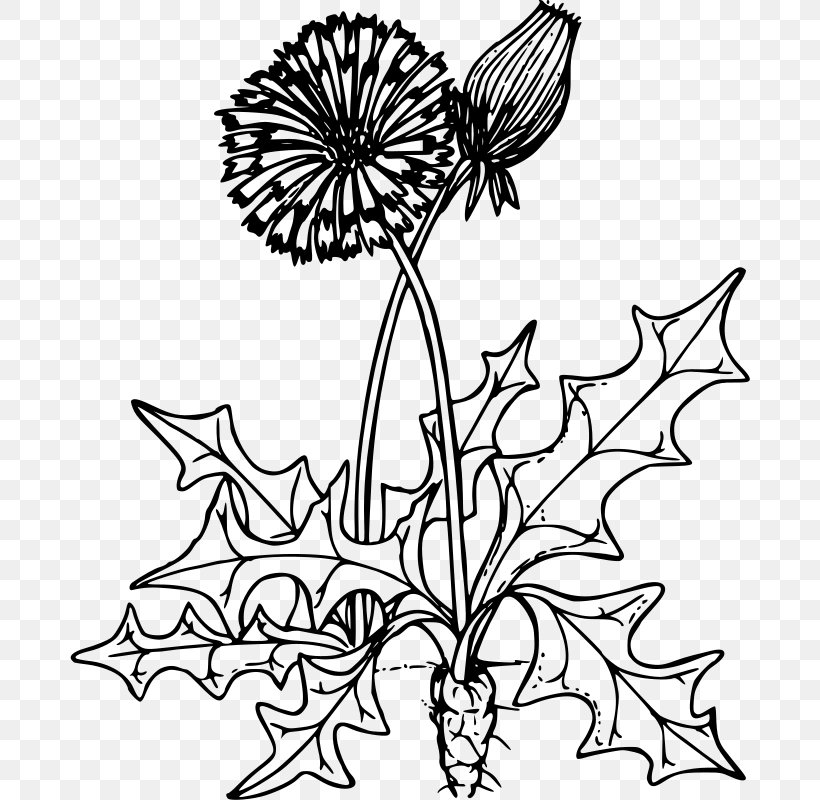 Clip Art Free Content Openclipart Drawing, PNG, 680x800px, Drawing, Blackandwhite, Botany, Coloring Book, Common Dandelion Download Free