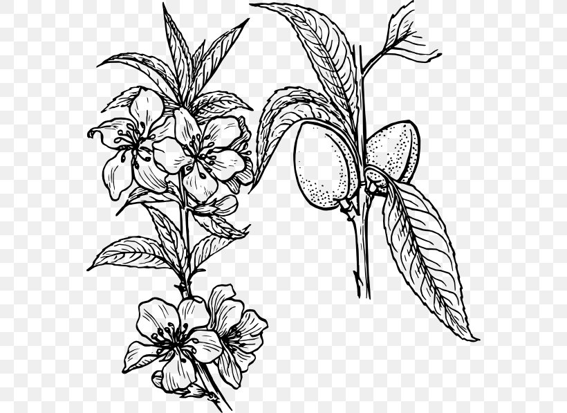 Drawing Plant Clip Art, PNG, 570x597px, Drawing, Almond, Art, Artwork, Black And White Download Free