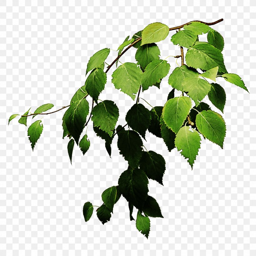 Ivy, PNG, 1024x1024px, Leaf, Branch, Flower, Flowering Plant, Houseplant Download Free