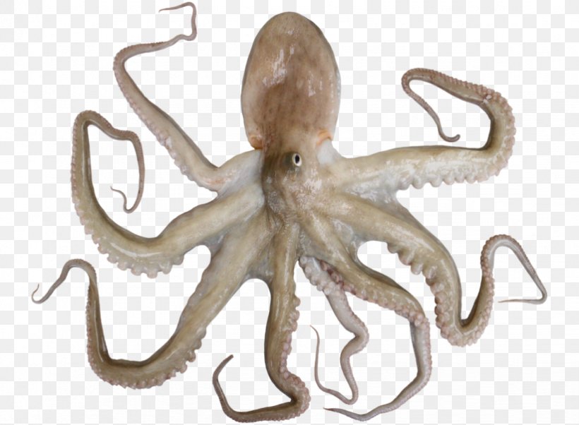 Octopus Cephalopod Terrestrial Animal, PNG, 822x604px, Octopus, Animal, Cephalopod, Invertebrate, Marine Invertebrates Download Free