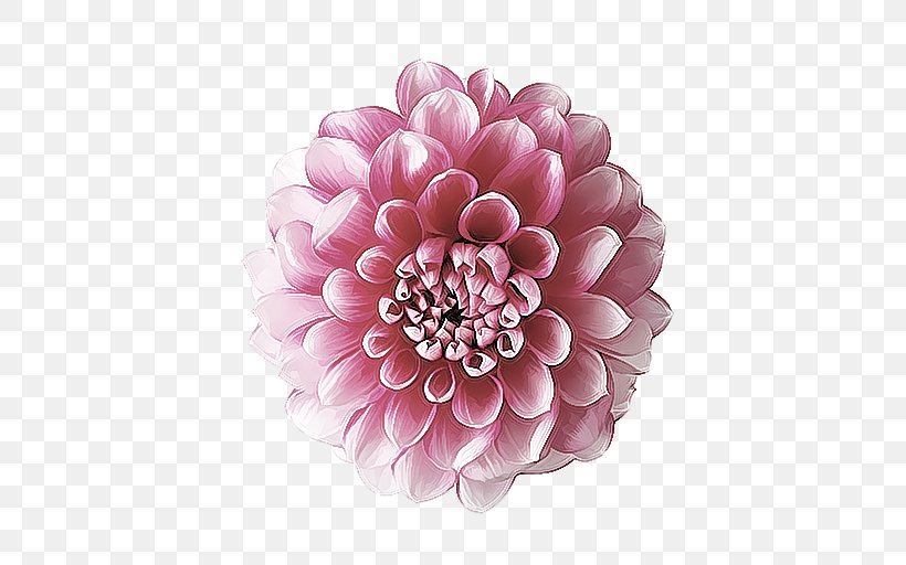 Adrien De Valentin Photography .de, PNG, 512x512px, Adrien De Valentin, Chrysanths, Cut Flowers, Dahlia, Daisy Family Download Free