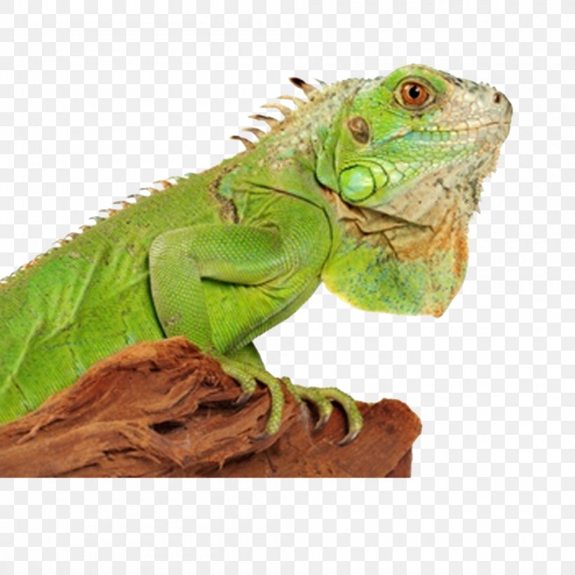 Green Iguana Lizard Reptile Chameleons Terrarium, PNG, 1000x1000px, Green Iguana, Bearded Dragons, Chameleons, Common Iguanas, Desert Iguana Download Free