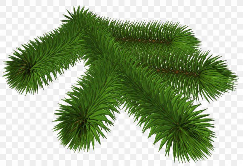 Pine Branch Conifer Cone Clip Art, PNG, 1057x723px, Pine, Branch, Christmas, Christmas Ornament, Christmas Tree Download Free