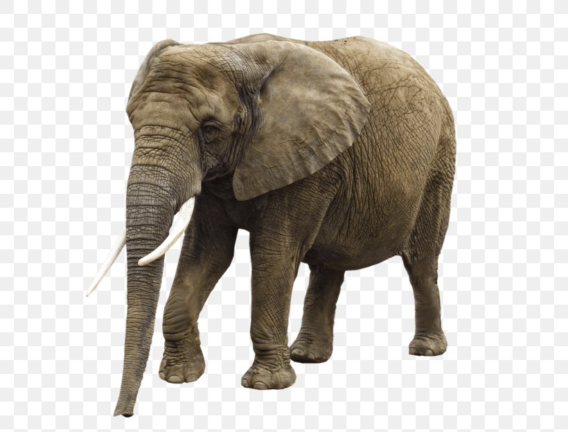 African Forest Elephant Clip Art, PNG, 624x624px, African Forest Elephant, African Elephant, Display Resolution, Elephant, Elephants And Mammoths Download Free