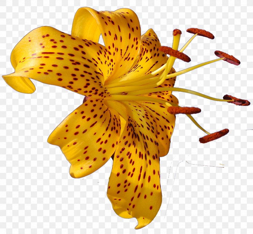 Flower Lilium Photography Clip Art, PNG, 1753x1622px, Flower, Alstroemeriaceae, Color, Daylily, Floral Design Download Free