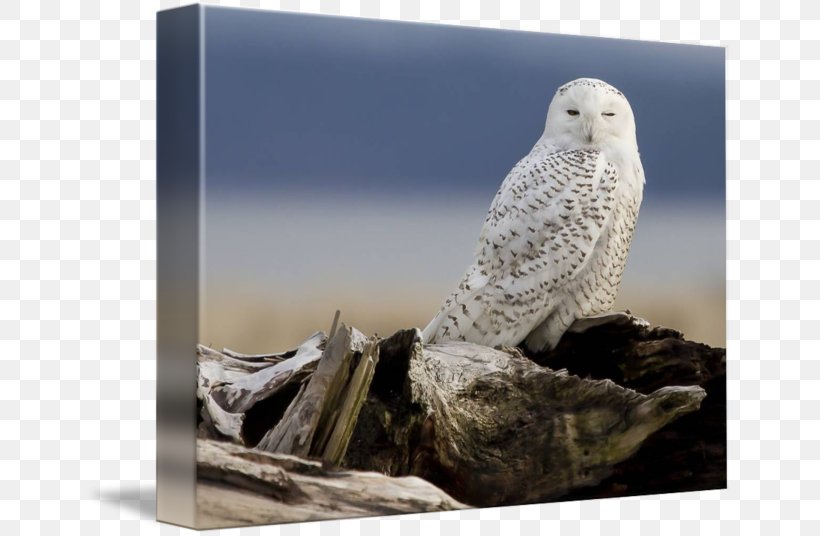 Owl Beak Stock Photography Feather, PNG, 650x536px, Owl, Beak, Bird, Bird Of Prey, Falcon Download Free