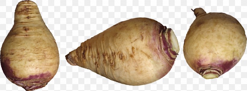 Shallot Pig's Ear Tuber Turnip, PNG, 2872x1063px, Shallot, Ear, Food, Fruit, Tuber Download Free