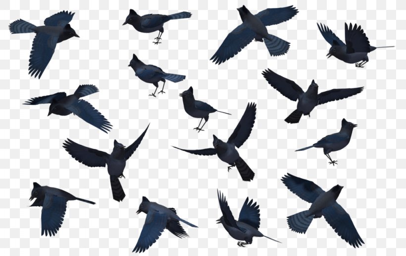 Bird Migration Blue Jay Clip Art, PNG, 1024x645px, Bird, Animal Migration, Beak, Bird Flight, Bird Migration Download Free