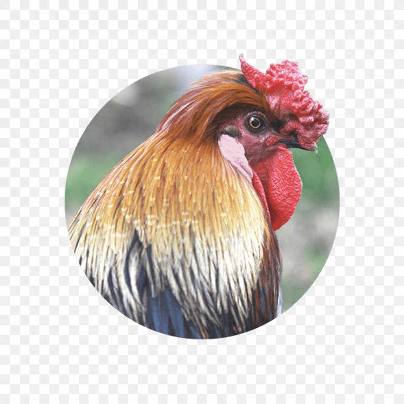 Chicken Farm Otitis Rooster Fowl, PNG, 900x900px, Chicken, Acupuncture, Agriculture, Beak, Bird Download Free
