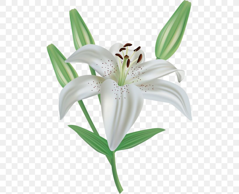 Easter Lily Madonna Lily Clip Art, PNG, 500x666px, Easter Lily, Cut Flowers, Flower, Flowering Plant, Lilium Download Free