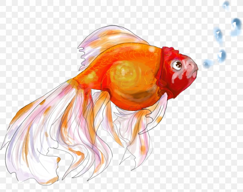Goldfish Drawing Bony Fishes Marine Biology, PNG, 900x713px, Goldfish, Art, Biology, Bony Fish, Bony Fishes Download Free