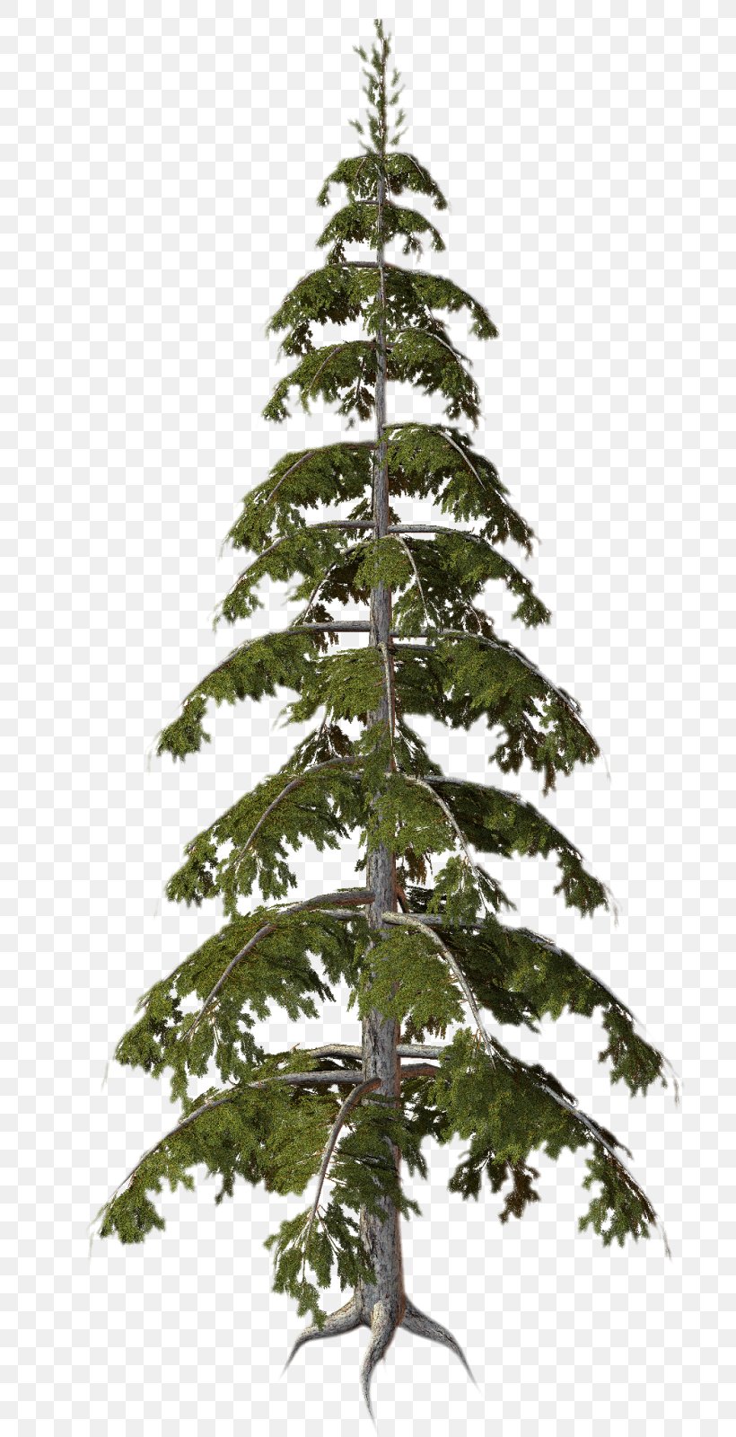 Tree Plant Conifers, PNG, 810x1600px, 3d Computer Graphics, Tree, Branch, Christmas Decoration, Christmas Ornament Download Free