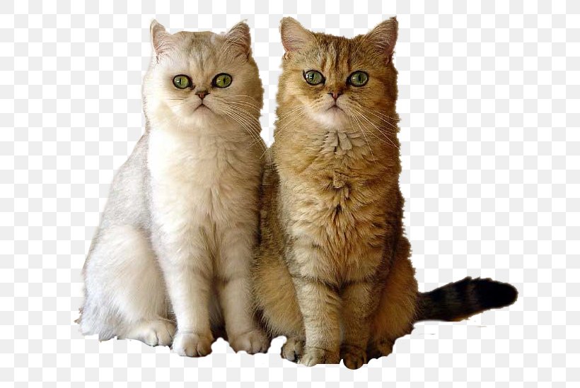 British Semi Longhair Asian Semi Longhair British Shorthair