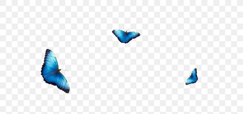 Butterfly Blue Color Red Pieridae, PNG, 699x387px, Butterfly, Animal, Azure, Blue, Body Jewelry Download Free