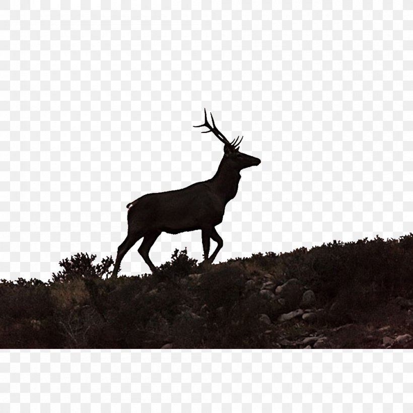 Elk Reindeer, PNG, 1000x1000px, Elk, Animal, Antelope, Antler, Artworks Download Free