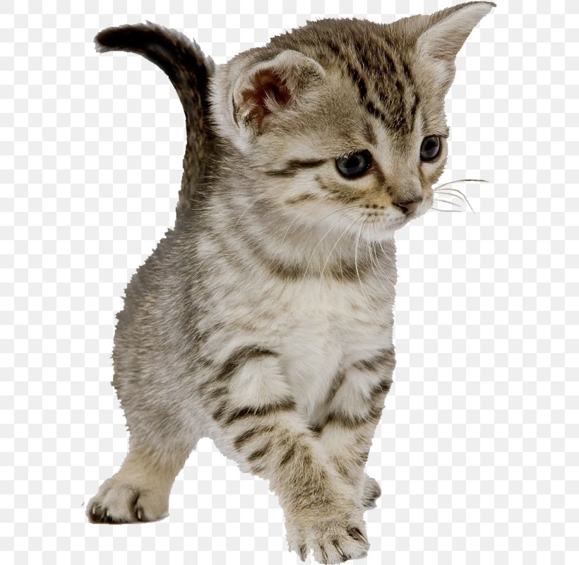 Feral Cat Kitten Dog Felidae, PNG, 589x800px, Cat, Aegean Cat, American Shorthair, American Wirehair, Animal Download Free