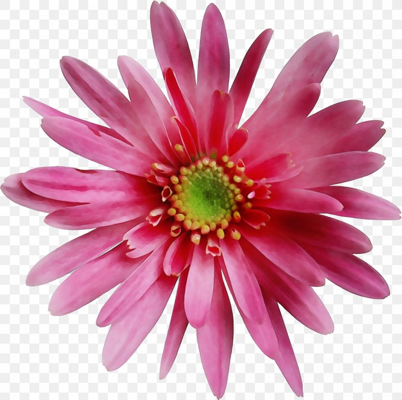 Flower Flowering Plant Barberton Daisy Petal Pink, PNG, 1200x1193px, Watercolor, African Daisy, Barberton Daisy, Daisy Family, Flower Download Free