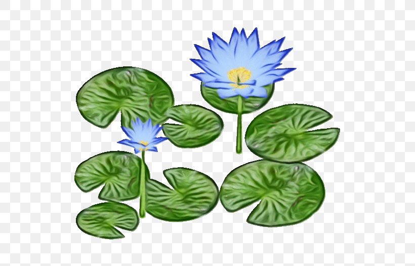 Leaf Flower Plant Water Lily Aquatic Plant, PNG, 525x525px, Watercolor, Aquatic Plant, Flower, Leaf, Paint Download Free