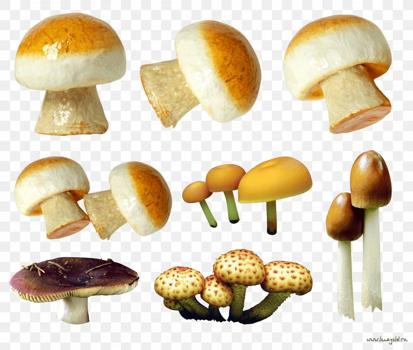 Mushroom Fungus, PNG, 2135x1810px, Mushroom, Appetizer, Bread, Bun, Edible Mushroom Download Free