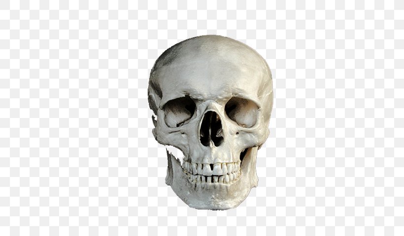 Skull CmapTools Bone, PNG, 640x480px, Skull, Anatomy, Bone, Cmaptools, Frontal Bone Download Free