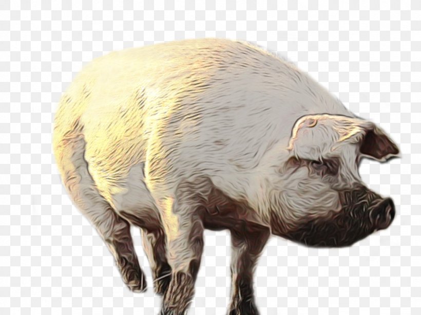 Cartoon Sheep, PNG, 1024x768px, Watercolor, Animal, Animal Figure, Boar, Computer Download Free