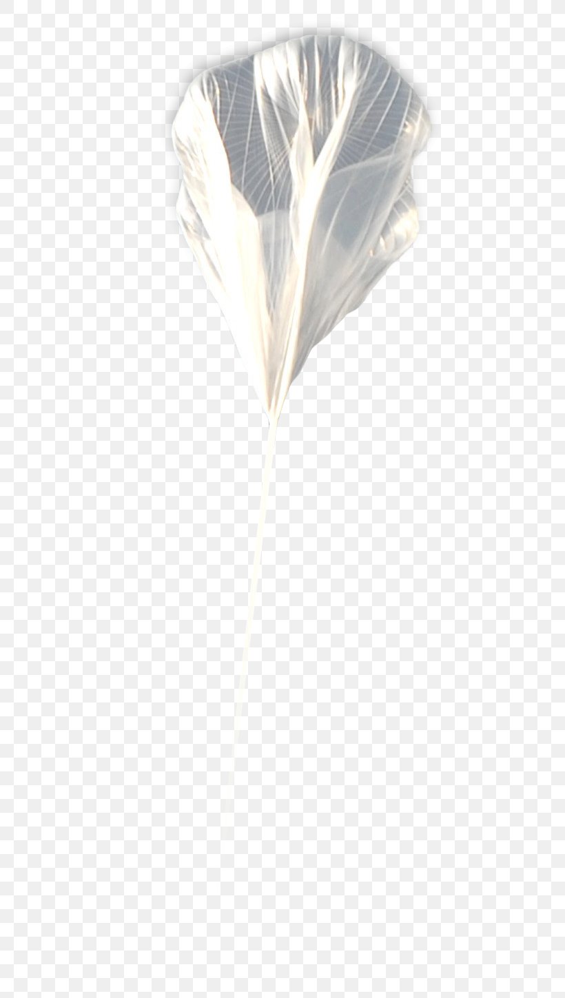 Feather, PNG, 562x1449px, Feather, Wing Download Free