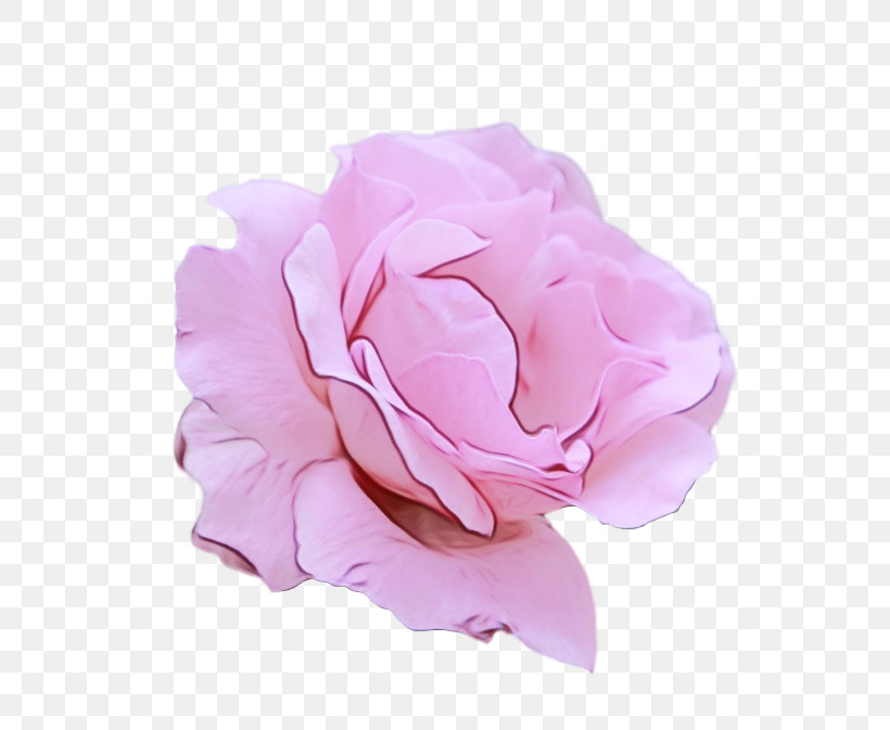 Garden Roses, PNG, 681x673px, Watercolor, Cabbage Rose, Cut Flowers, Floribunda, Flower Download Free