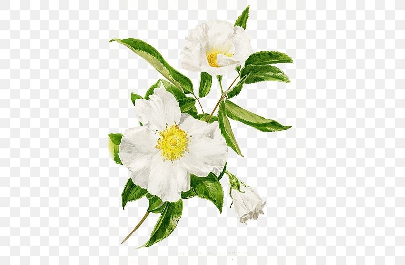 Georgia Rosa Laevigata Trail Of Tears Cherokee State Flower, PNG, 502x538px, Georgia, Cherokee, Cut Flowers, Flag Of The Cherokee Nation, Floral Design Download Free