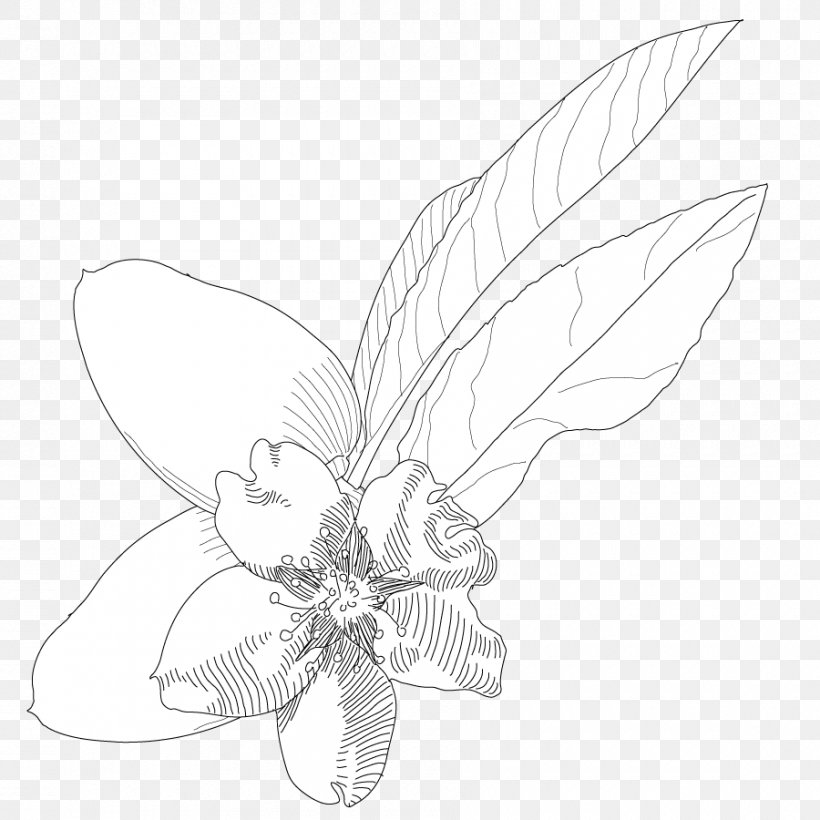 Line Art Insect Petal Sketch, PNG, 900x900px, Line Art, Artwork, Black And White, Butterfly, Drawing Download Free